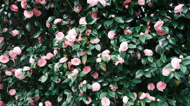 7 plantes résistantes à installer fin mars pour un jardin épanoui tout l’été, même en terrain aride