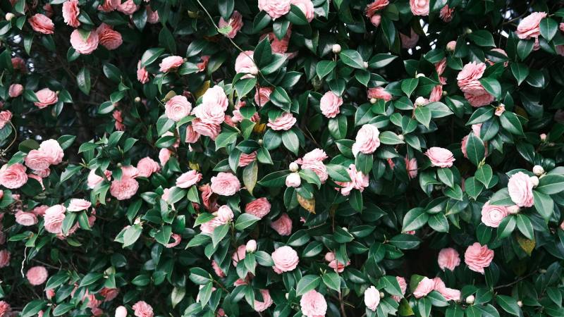 7 plantes résistantes à installer fin mars pour un jardin épanoui tout l’été, même en terrain aride