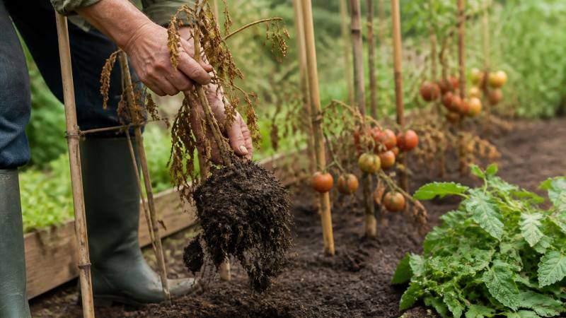 Jardinier retirant un pied de tomate sec avec ses racines dans un potager de fin d’été