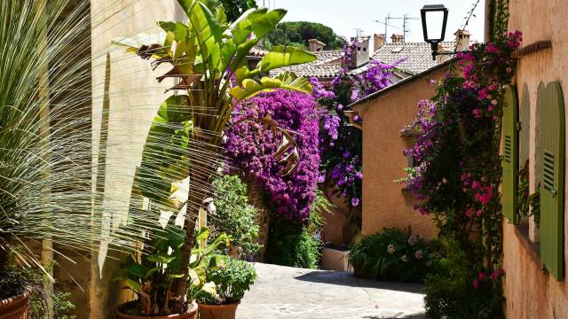 En 2026, laissez tomber les géraniums : cette plante règne sur les balcons !