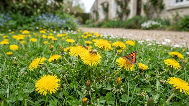 En avril, cette plante jaune des gazons que vous coupez sans y prêter attention nourrit les abeilles et papillons affamés