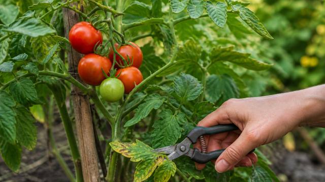 Main retirant une feuille basse sur un plant de tomates portant des fruits mûrs