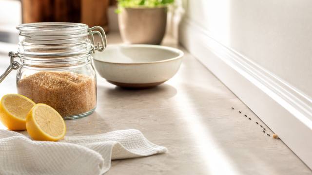 File de fourmis près d'un bocal fermé sur un plan de travail de cuisine propre