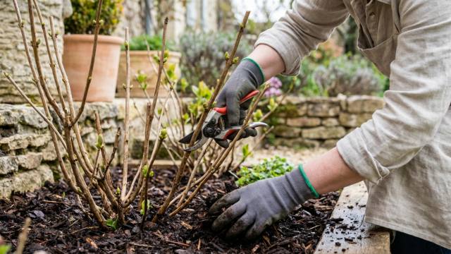 Hortensias fragiles : 3 actions indispensables avant fin avril pour garantir une floraison abondante cet été