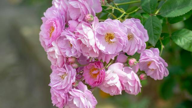 Laurier-rose : le secret pour redonner vigueur à un arbuste fatigué par l’hiver et stimuler sa floraison