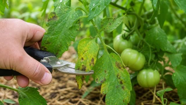 Feuilles de tomate tachées coupées proprement au sécateur après la pluie