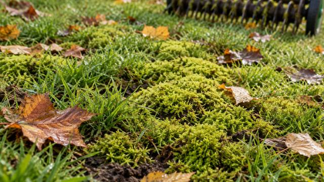Mousse verte qui s’étend entre les brins d’une pelouse en automne
