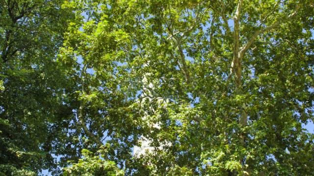 Pivoines : quelles associations végétales privilégier pour une floraison éclatante au jardin ?