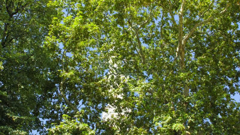 Pivoines : quelles associations végétales privilégier pour une floraison éclatante au jardin ?