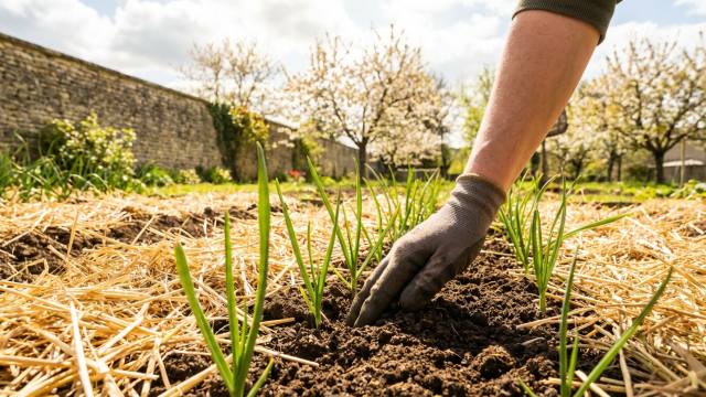 Potager : l’action essentielle d’avril des maraîchers pour protéger vos récoltes estivales