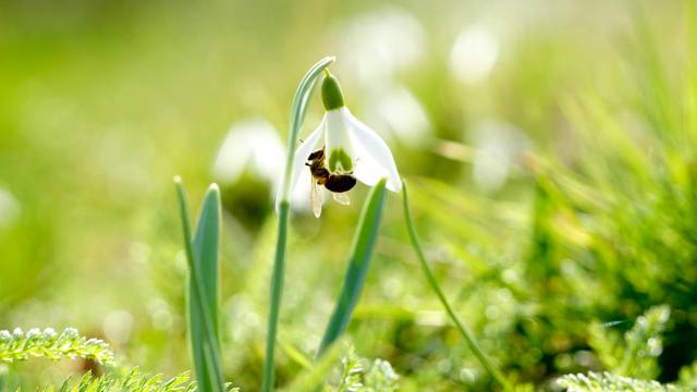 Potager : la fleur butineuse à semer au début du printemps pour prévenir la coulure et protéger vos fruits d’été