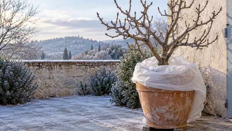 Figuier en pot posé sur des cales et protégé par un voile d’hivernage en hiver