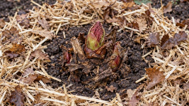 Paillage aéré disposé autour d’une souche de rhubarbe dont les bourgeons de la couronne restent dégagés