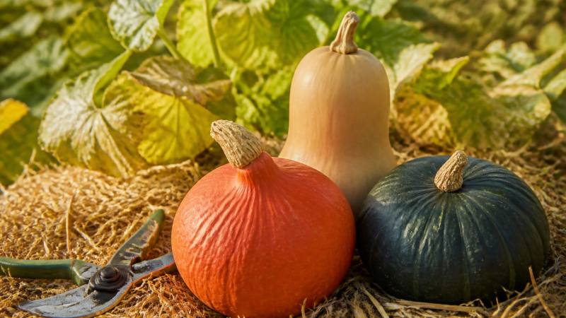 Courges d’hiver mûres récoltées dans un potager avec leur pédoncule