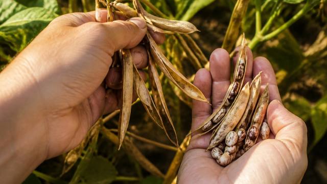 Mains ouvrant des gousses de haricots sèches pour récupérer les graines au potager