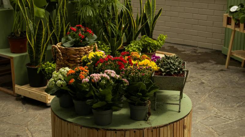 Quiz : Tout savoir sur les plantes incontournables du jardin français