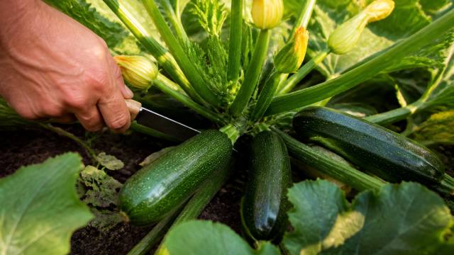 Main qui récolte une jeune courgette sur son plant au potager