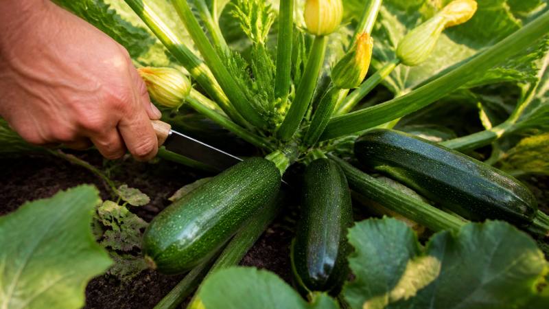 Main qui récolte une jeune courgette sur son plant au potager