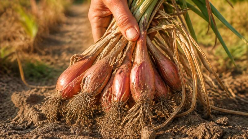 Touffe d’échalotes mûres soulevée dans la terre du potager