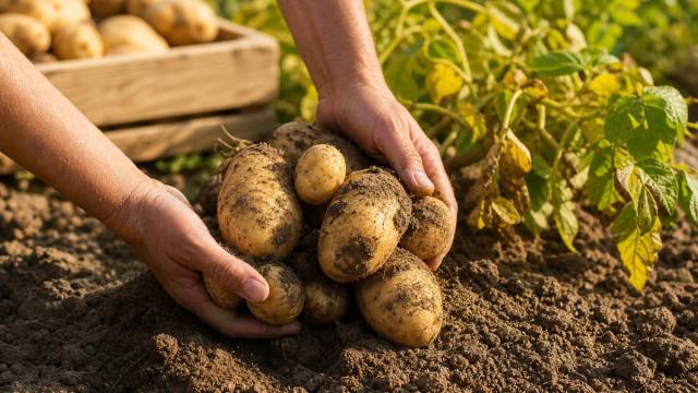 Récolte de pommes de terre au potager avec des tubercules fraîchement sortis de terre