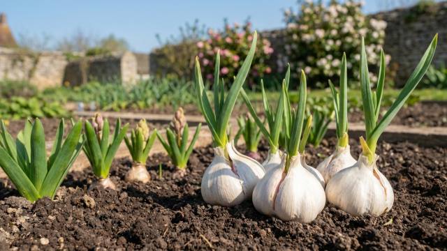Rongeurs et jeunes bulbes : ce produit banal protège efficacement vos plantations