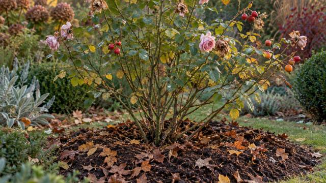 Rosier en automne avec fleurs fanées, cynorrhodons et paillage de feuilles au pied