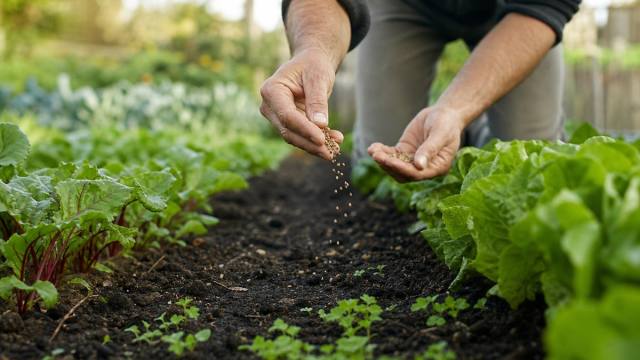 Mains semant un engrais vert sur une planche libre du potager