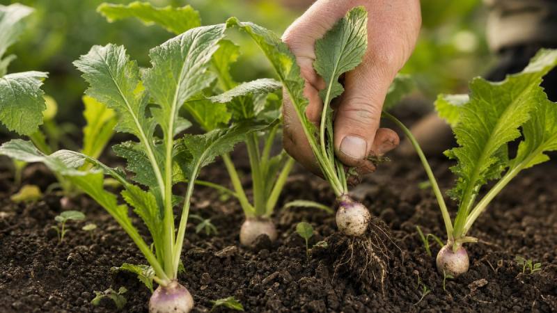 Main éclaircissant un rang de jeunes navets dans un potager