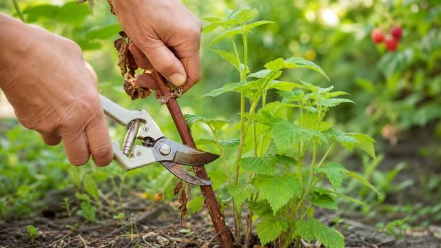 Sécateur coupant une vieille canne de framboisier près de jeunes pousses vertes