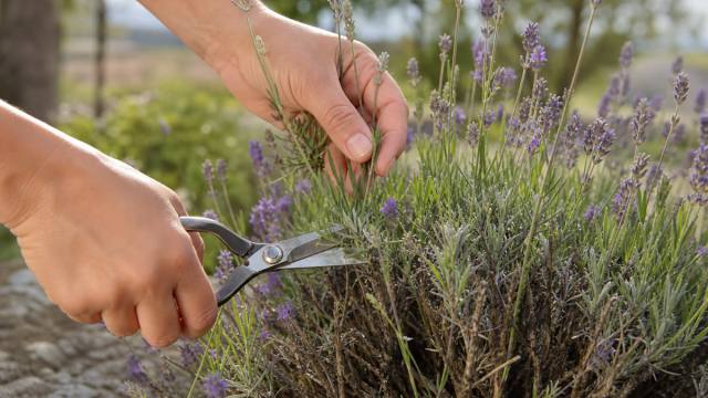 Mains taillant une lavande avec un sécateur après la floraison