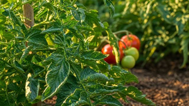 Plant de tomates aux feuilles légèrement enroulées dans un potager en été