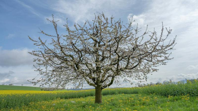 Un vieux cerisier résistant à -15 °C produit des fruits abondants, mais reste méconnu des jardiniers français