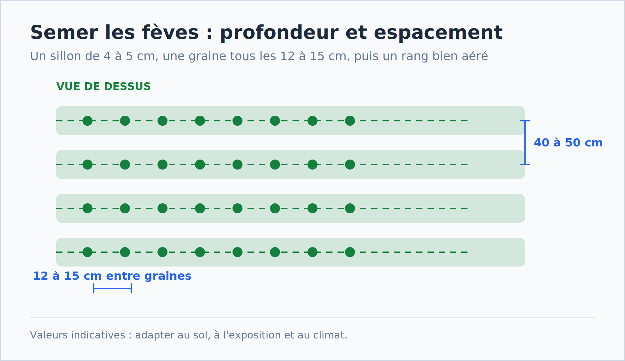 Schéma du semis des fèves : une graine tous les 12 à 15 cm, 40 à 50 cm entre deux rangs